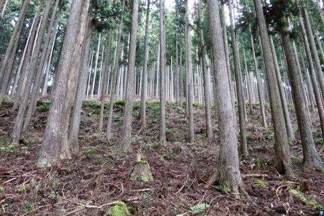 「木魂祭下見」