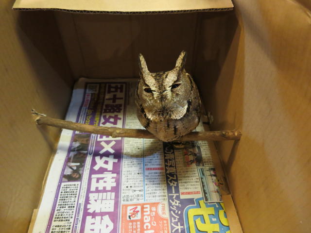 「ふくろう」